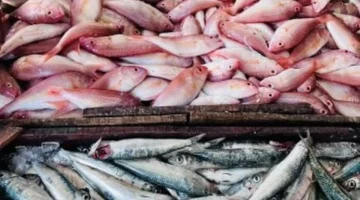 أسعار الأسماك في مطروح الأحد 2-11-2025: الوقار يصل إلى 400 جنيه